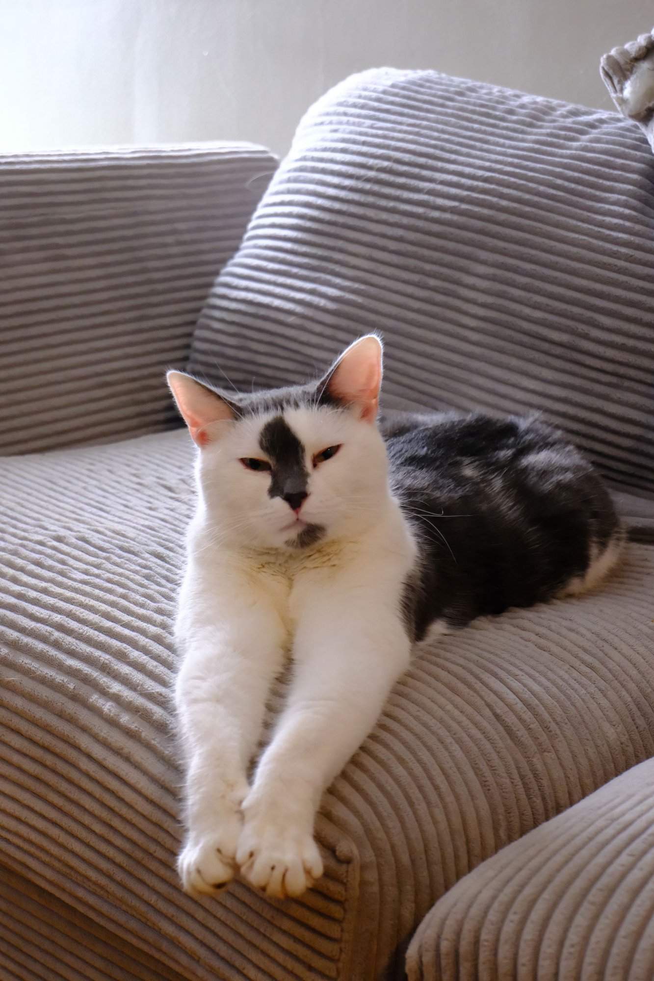 STEFAN - Domestic Short Hair for adoption in Buffalo