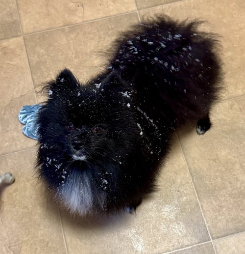 PANDORA - Pomeranian available for adoption