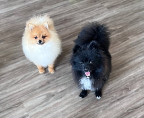 PANDORA - Pomeranian available for adoption