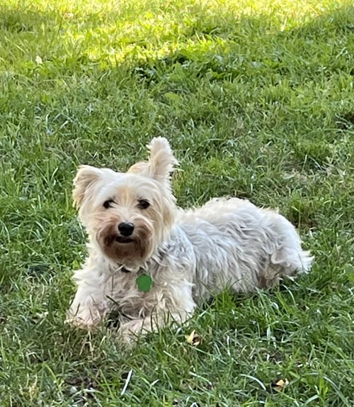 BELLA