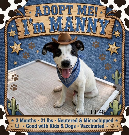 MANNY - Unknown available for adoption