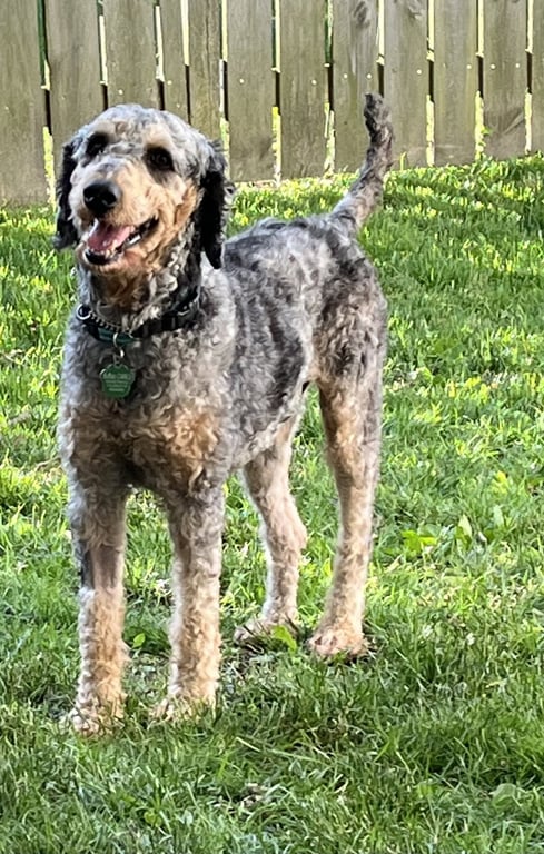 Baxter Image