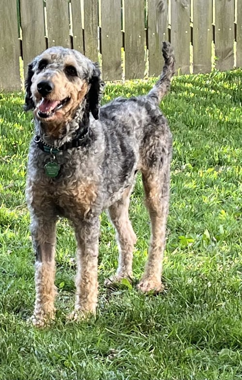 BAXTER - Poodle (Standard) available for adoption