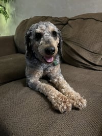 Baxter - Photo 2