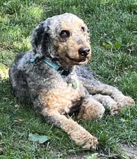 Baxter - Photo 3