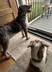 Baxter - Photo 4