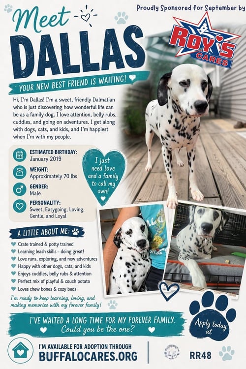 DALLAS - Dalmatian for adoption in Buffalo