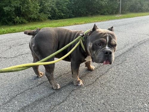 CHUBBY CHECKERS - American Bulldog available for adoption