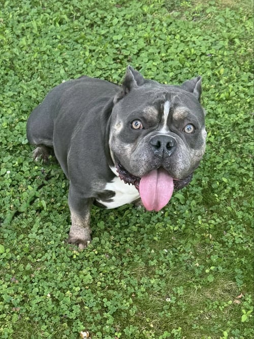 CHUBBY CHECKERS - American Bulldog for adoption in Buffalo