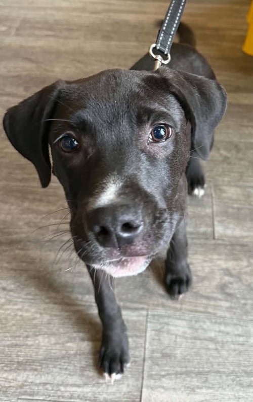 WONDER BOY - Dutch Shepherd / American Staffordshire Terrier for adoption in Buffalo