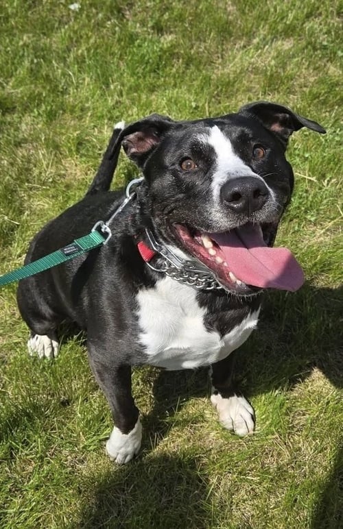 RASCAL JR. - American Staffordshire Terrier available for adoption