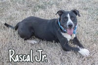 Rascal Jr. - Photo 11