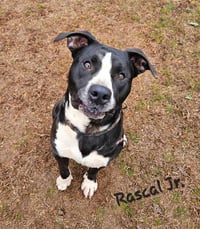 Rascal Jr. - Photo 12