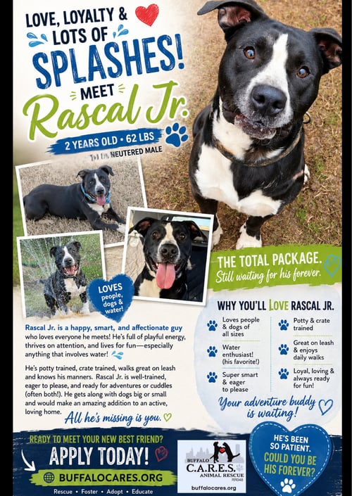 RASCAL JR. - American Staffordshire Terrier for adoption in Buffalo