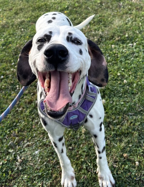 DOLLY - Dalmatian available for adoption