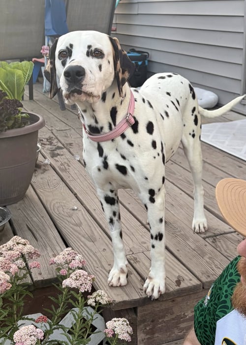 DOLLY - Dalmatian available for adoption