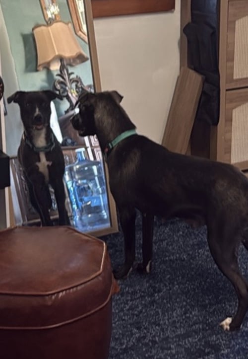 WONDER WOMAN - Dutch Shepherd / American Staffordshire Terrier available for adoption