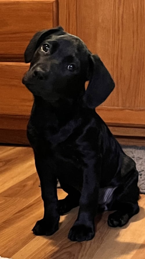 APOLLO - Labrador Retriever available for adoption