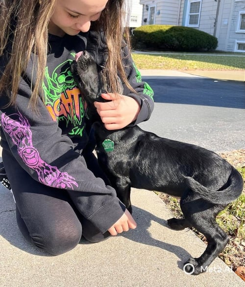 APOLLO - Labrador Retriever available for adoption