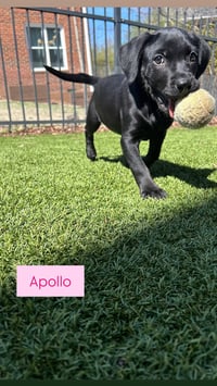 Apollo - Photo 3
