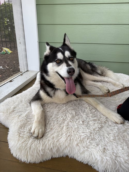 WINNIE - Siberian Husky available for adoption