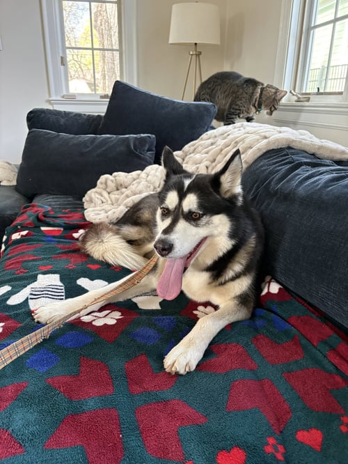 WINNIE - Siberian Husky available for adoption