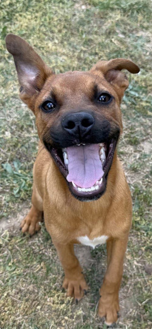 DUKE - Shepherd / Hound for adoption in Buffalo