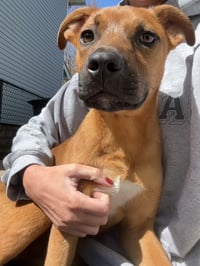 Duke - Photo 2