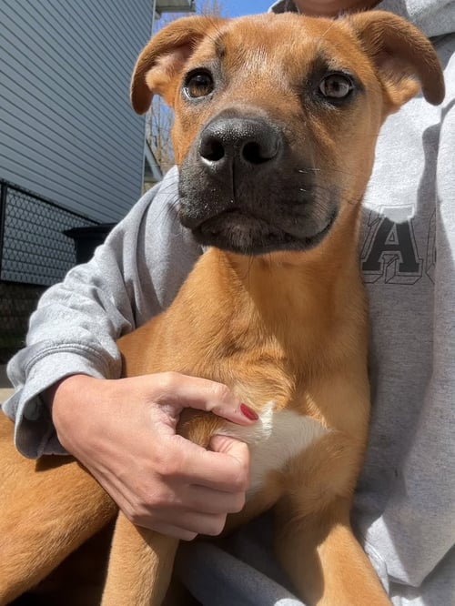 DUKE - Shepherd / Hound available for adoption