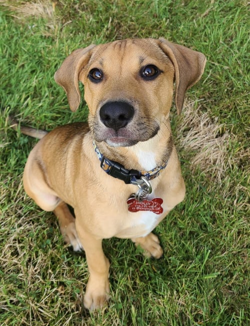 JASPER - Beagle available for adoption