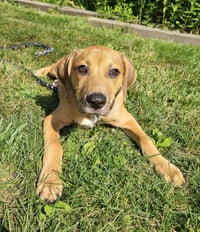 Jasper - Photo 2