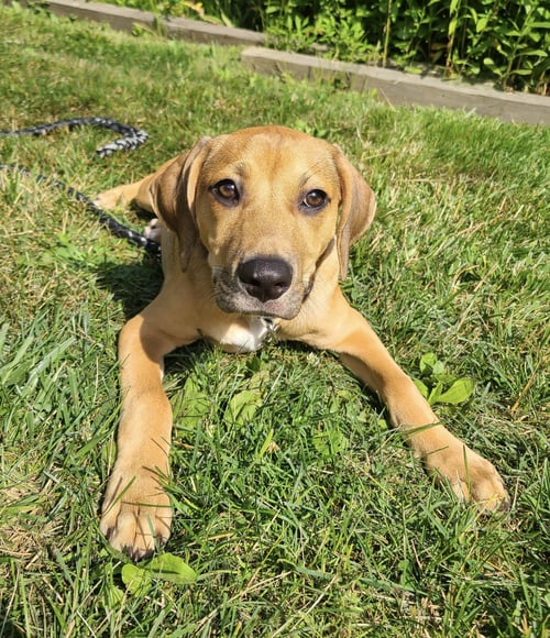 JASPER - Beagle available for adoption