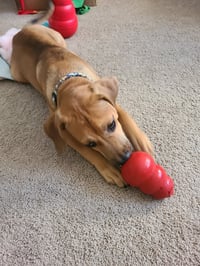 Jasper - Photo 3