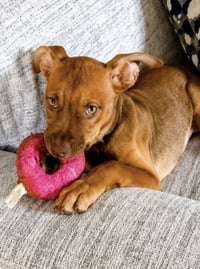 Nala - Photo 2