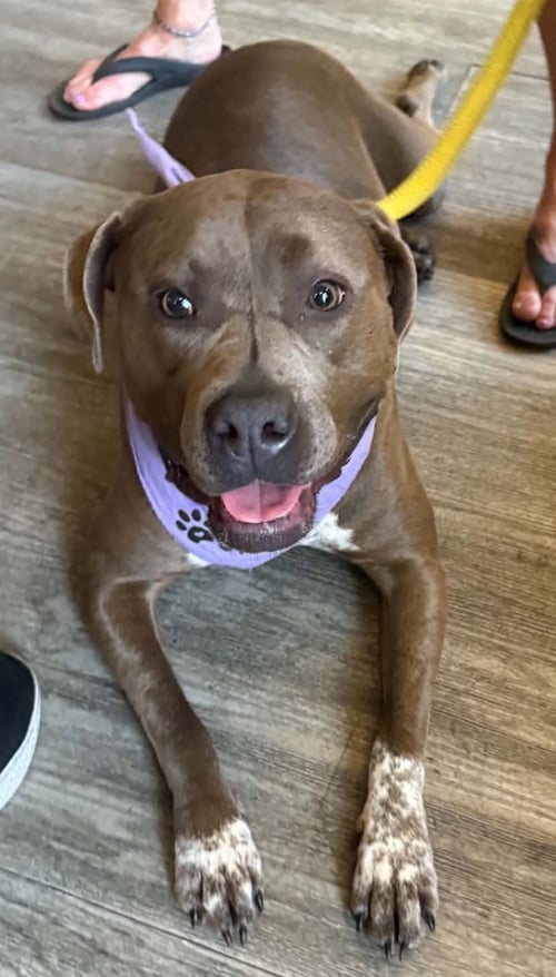 CASINA - American Staffordshire Terrier available for adoption