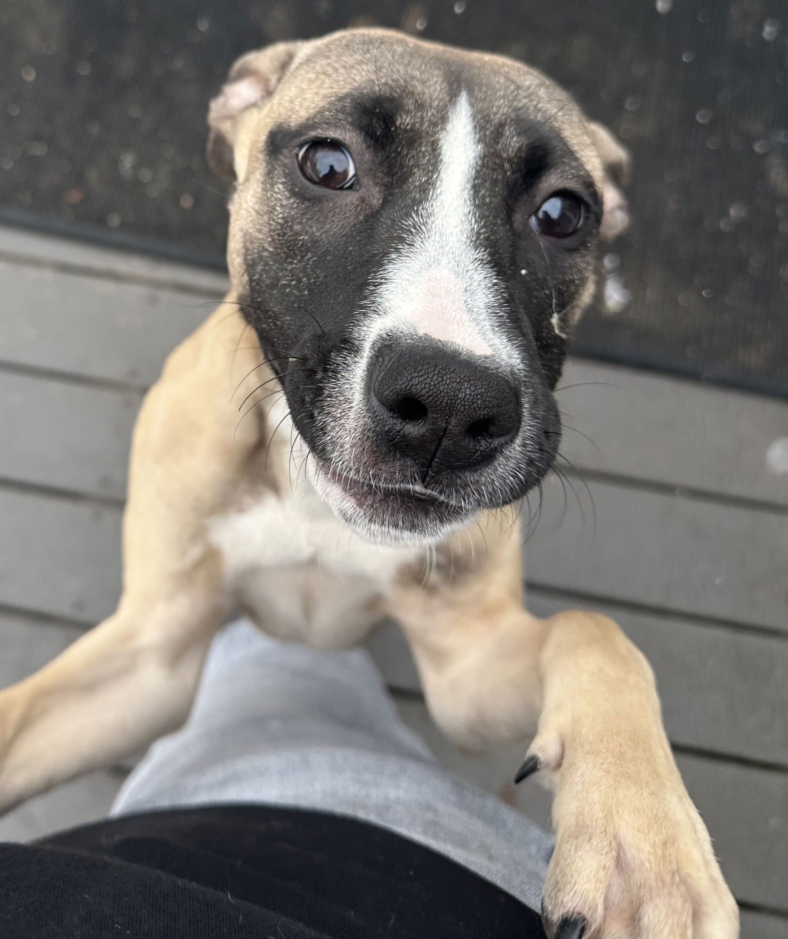 RILEY - Rhodesian Ridgeback / Pharaoh Hound available for adoption