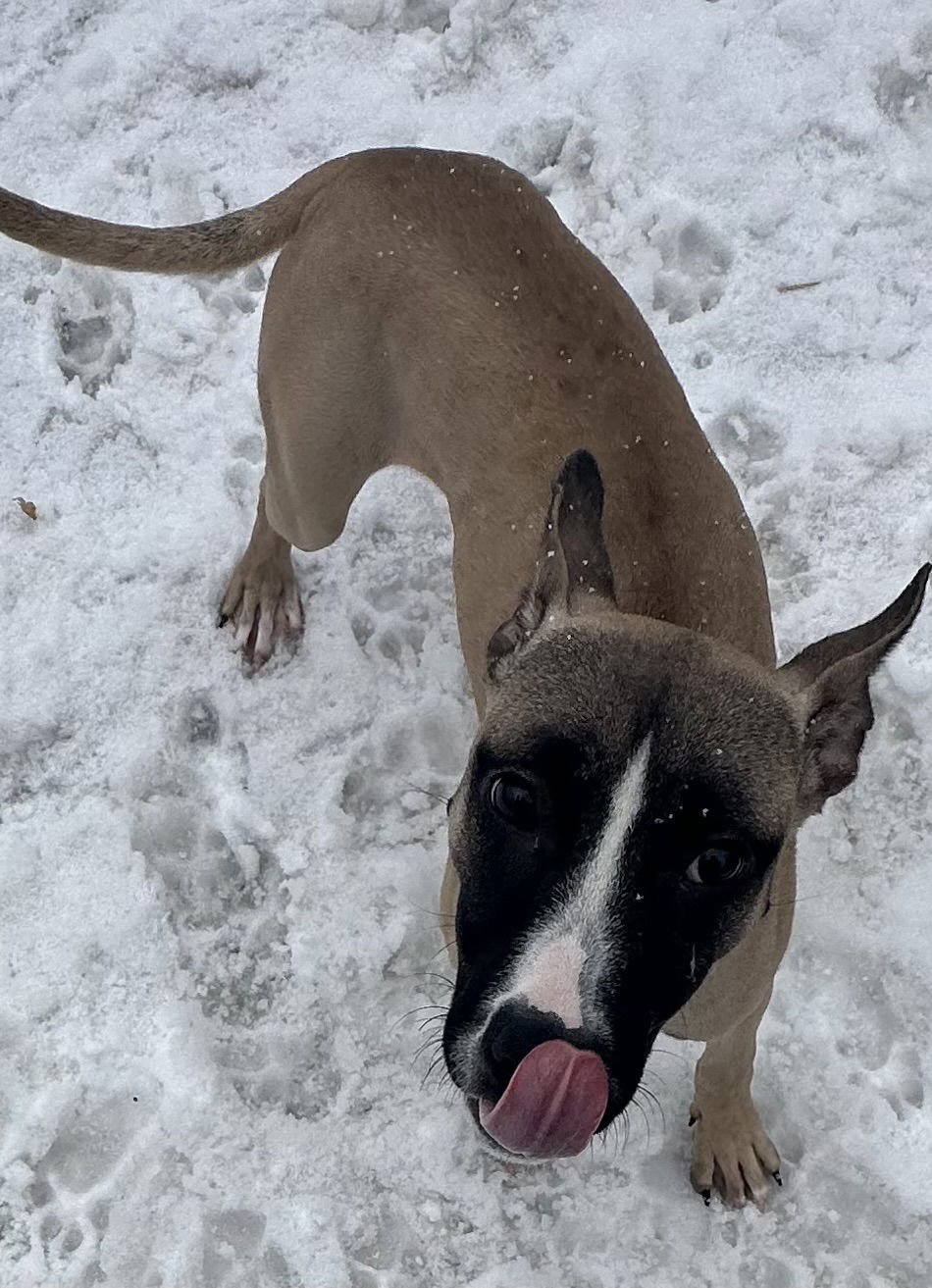 RILEY - Rhodesian Ridgeback / Pharaoh Hound available for adoption