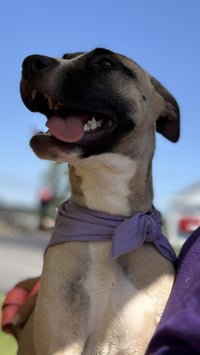 Riley - Photo 2
