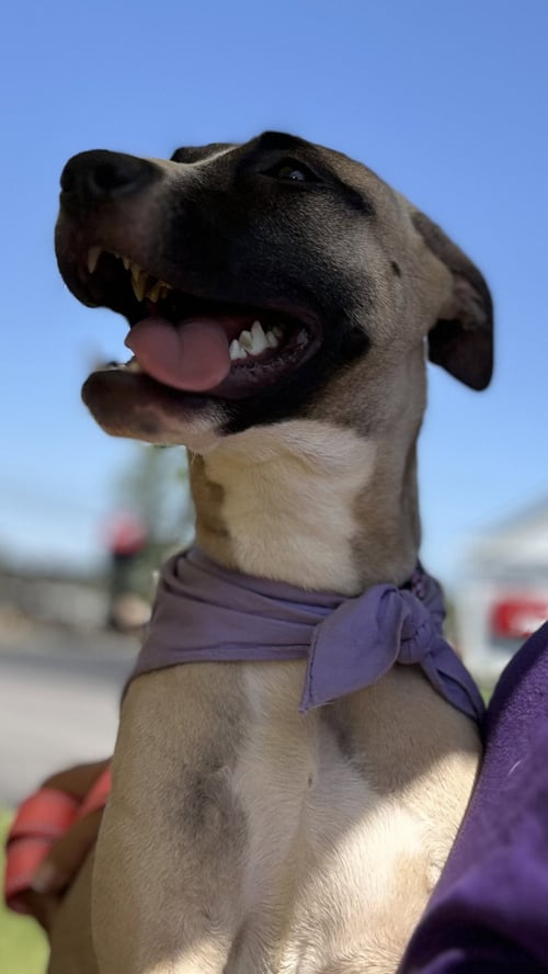 RILEY - Rhodesian Ridgeback / Pharaoh Hound available for adoption
