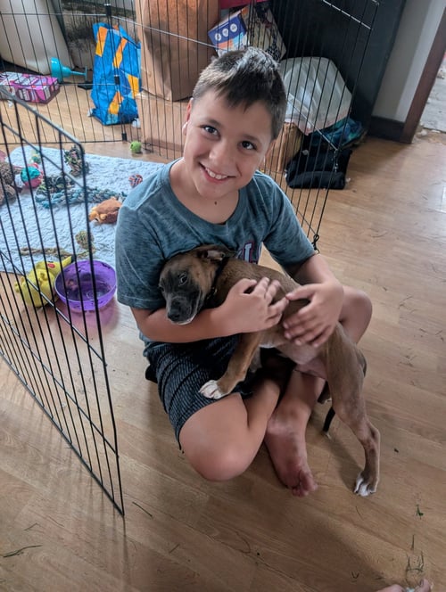 ALLEN - Shepherd / Pit Bull Terrier available for adoption