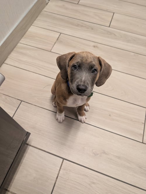 ALLEN - Shepherd / Pit Bull Terrier available for adoption