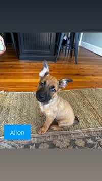 Allen - Photo 4