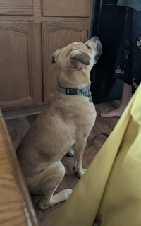 Scoobert - Photo 11