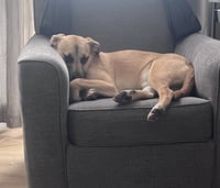 Scoobert - Photo 16