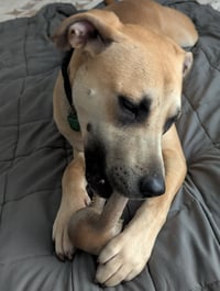 Scoobert - Photo 12