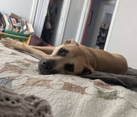 Scoobert - Photo 9