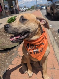Scoobert - Photo 1