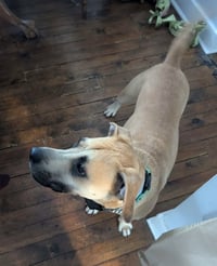Scoobert - Photo 14