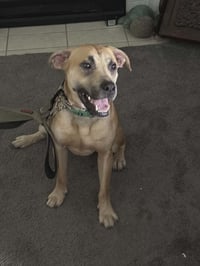 Scoobert - Photo 2
