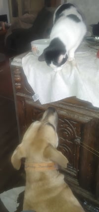 Scoobert - Photo 3